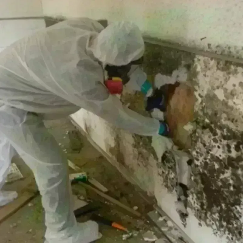 Mold Remediation and Removal in Sedalia, MO